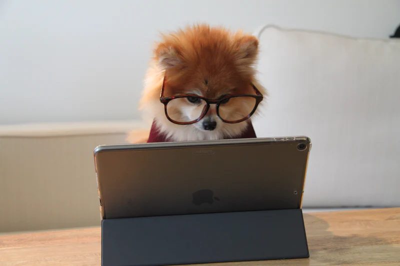 A dog on an iPad