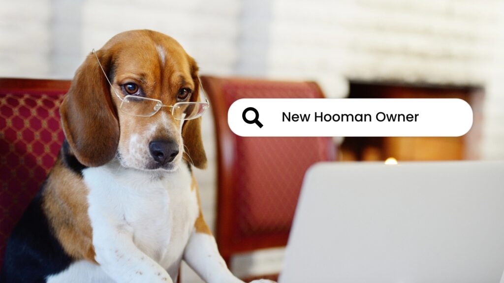 Feature image of Dog wearing glasses searching for keywords