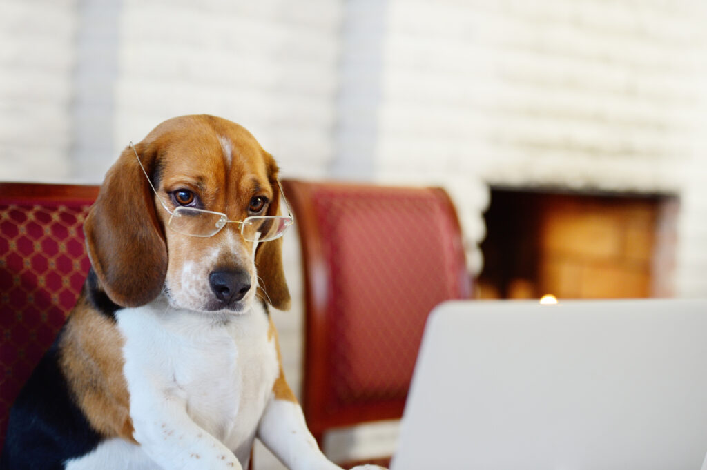An image of a dog in front of a computer to emphasize that he is attracting the wrong audience